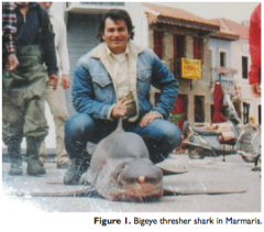 squalo volpe "occhione": nuove segnalazioni di uno squalo pressocché sconosciuto in Mediterraneo
