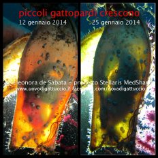 Progetto Stellaris - con il contributo dei subacquei, studiamo il gattopardo, o gattuccio maggiore. Vai al sito www.uovodigattuccio.it